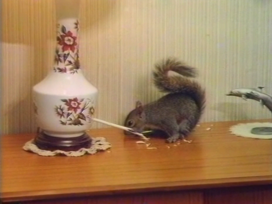 squirrel shoulder2